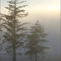 Father and Son Trees